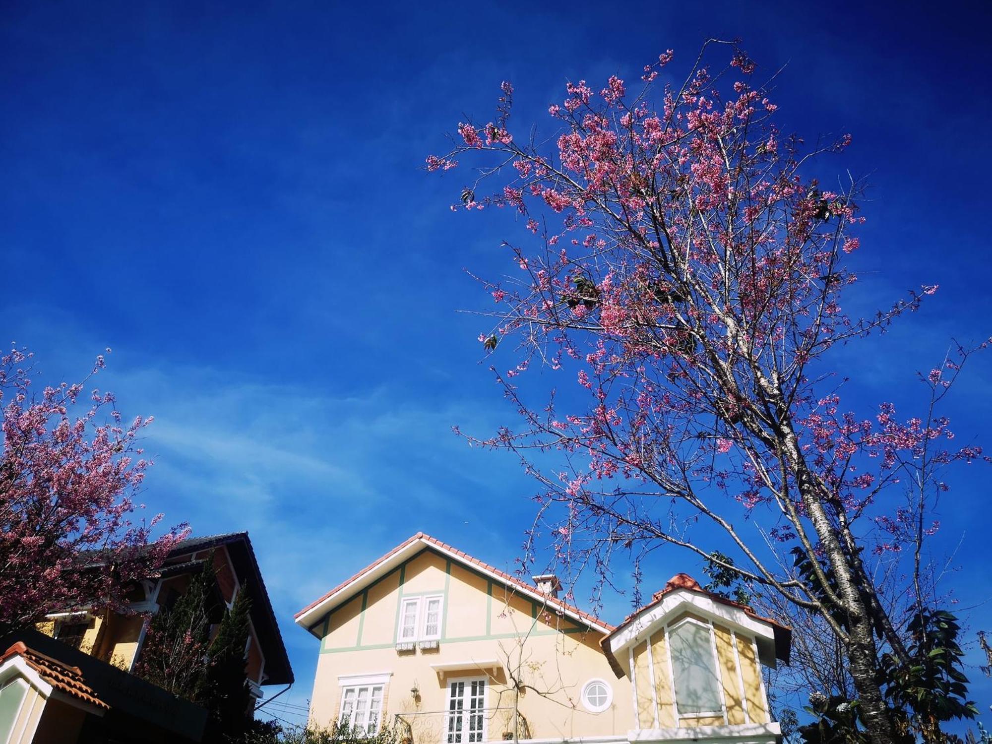 Готель Bich Dao Boutique - Dalat Екстер'єр фото