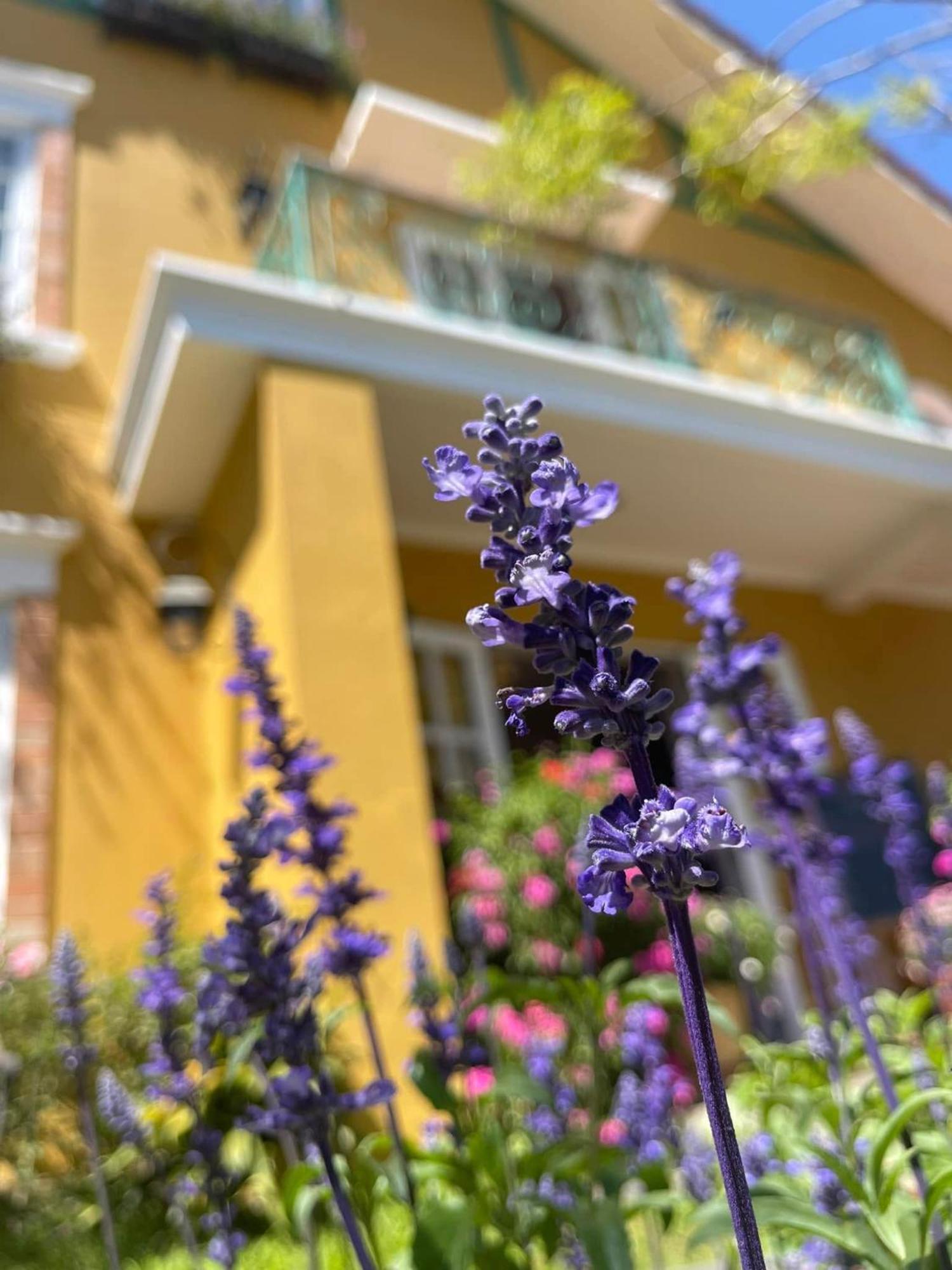 Готель Bich Dao Boutique - Dalat Екстер'єр фото