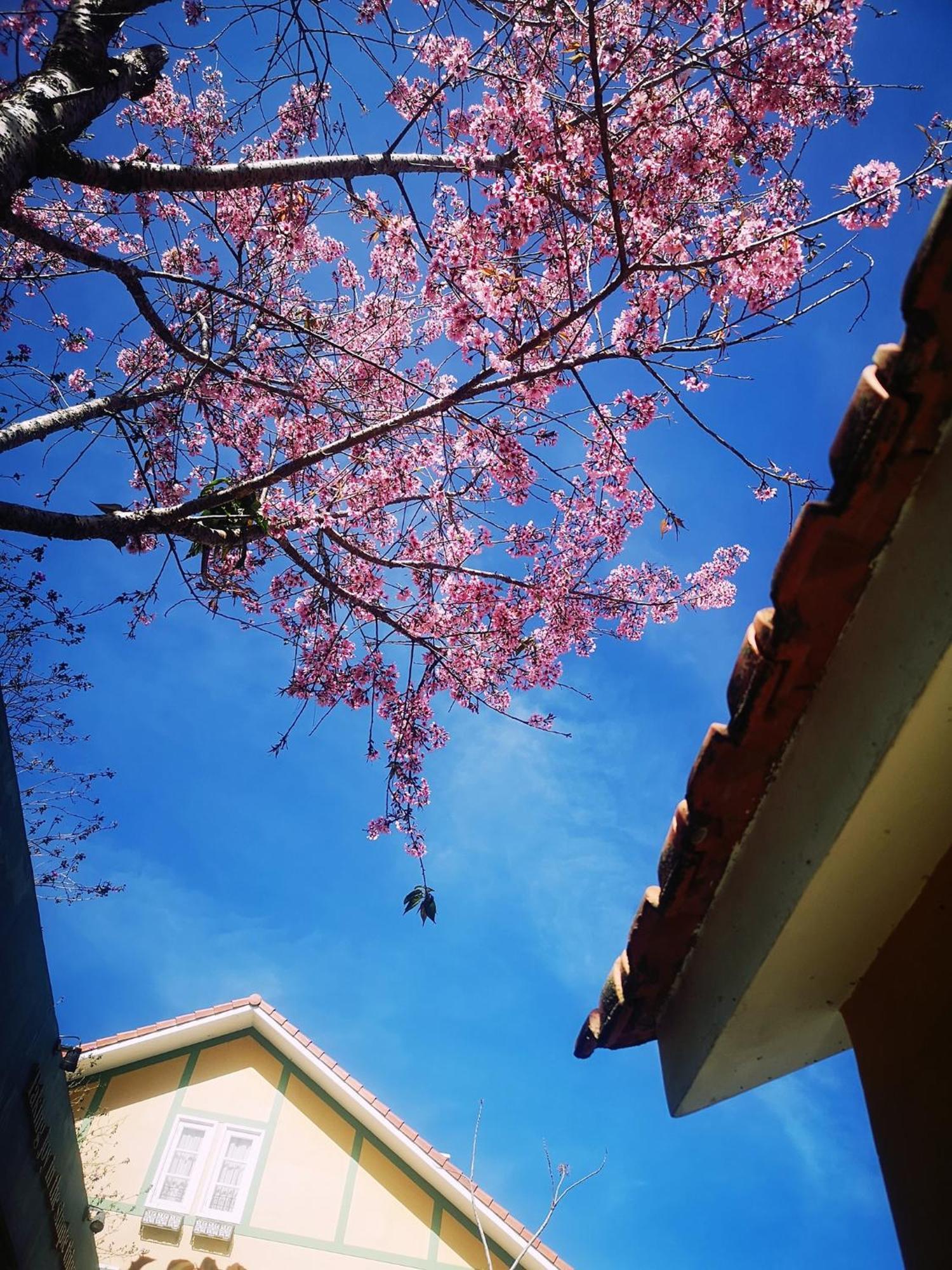 Готель Bich Dao Boutique - Dalat Екстер'єр фото
